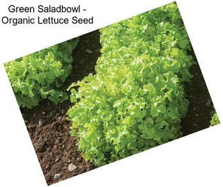 Green Saladbowl - Organic Lettuce Seed