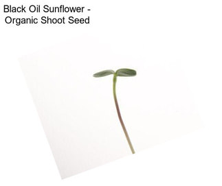 Black Oil Sunflower - Organic Shoot Seed