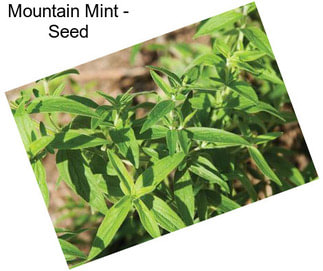 Mountain Mint - Seed