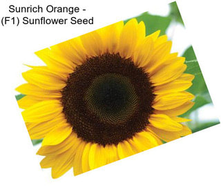 Sunrich Orange - (F1) Sunflower Seed