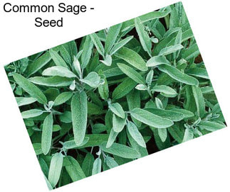 Common Sage - Seed