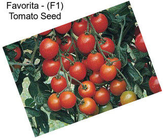 Favorita - (F1) Tomato Seed