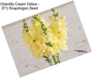 Chantilly Cream Yellow - (F1) Snapdragon Seed