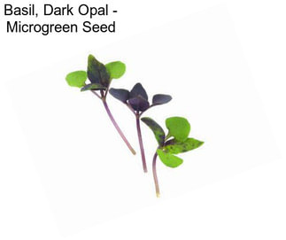 Basil, Dark Opal - Microgreen Seed