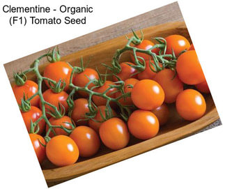 Clementine - Organic (F1) Tomato Seed