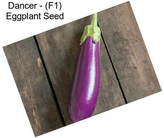 Dancer - (F1) Eggplant Seed