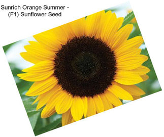 Sunrich Orange Summer - (F1) Sunflower Seed