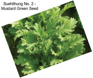 Suehlihung No. 2 - Mustard Green Seed