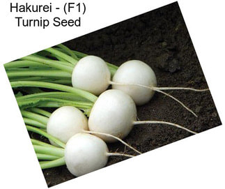 Hakurei - (F1) Turnip Seed
