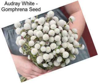 Audray White - Gomphrena Seed