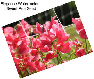 Elegance Watermelon - Sweet Pea Seed