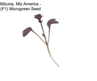 Mizuna, Miz America - (F1) Microgreen Seed