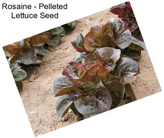 Rosaine - Pelleted Lettuce Seed