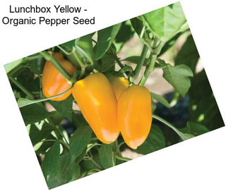 Lunchbox Yellow - Organic Pepper Seed