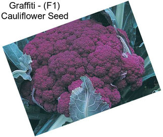 Graffiti - (F1) Cauliflower Seed