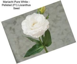 Mariachi Pure White - Pelleted (F1) Lisianthus Seed