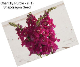 Chantilly Purple - (F1) Snapdragon Seed