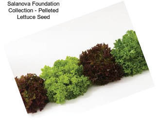 Salanova Foundation Collection - Pelleted Lettuce Seed