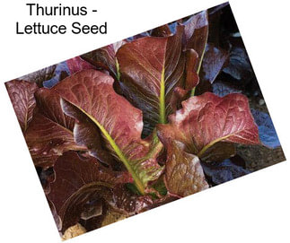 Thurinus - Lettuce Seed