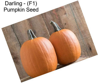 Darling - (F1) Pumpkin Seed