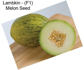 Lambkin - (F1) Melon Seed