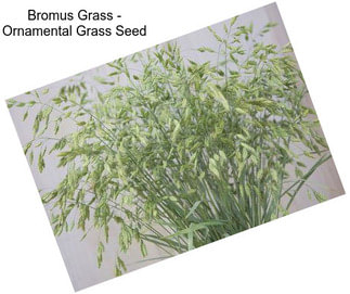 Bromus Grass - Ornamental Grass Seed