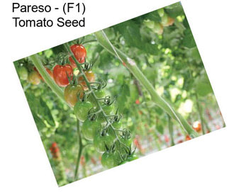 Pareso - (F1) Tomato Seed