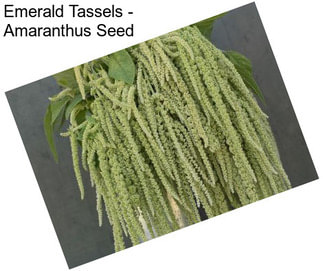 Emerald Tassels - Amaranthus Seed