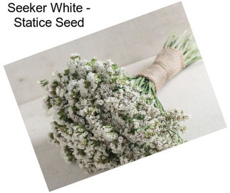 Seeker White - Statice Seed