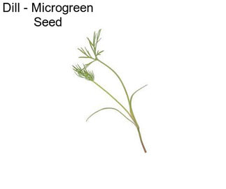 Dill - Microgreen Seed