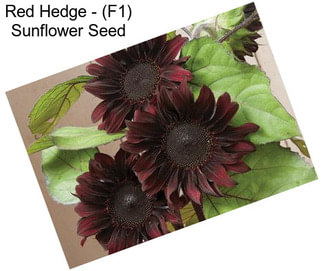 Red Hedge - (F1) Sunflower Seed
