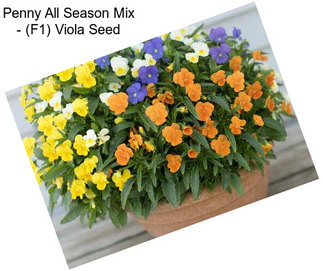 Penny All Season Mix - (F1) Viola Seed