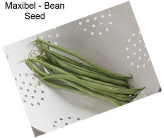 Maxibel - Bean Seed