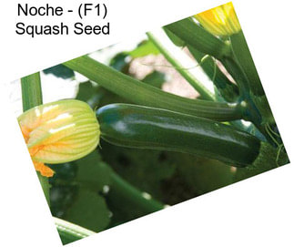 Noche - (F1) Squash Seed