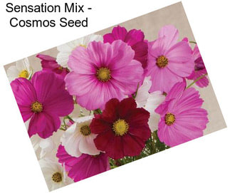 Sensation Mix - Cosmos Seed
