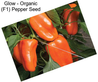 Glow - Organic (F1) Pepper Seed