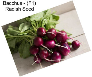 Bacchus - (F1) Radish Seed