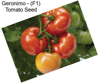 Geronimo - (F1) Tomato Seed