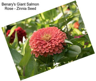 Benary\'s Giant Salmon Rose - Zinnia Seed