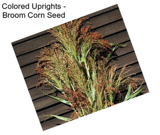 Colored Uprights - Broom Corn Seed