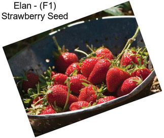 Elan - (F1) Strawberry Seed