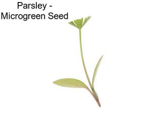 Parsley - Microgreen Seed