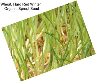 Wheat, Hard Red Winter - Organic Sprout Seed