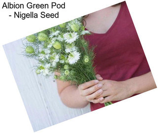 Albion Green Pod - Nigella Seed