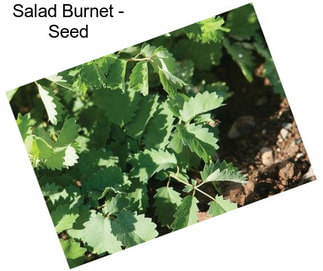 Salad Burnet - Seed