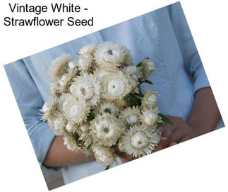 Vintage White - Strawflower Seed