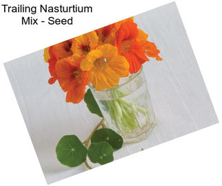 Trailing Nasturtium Mix - Seed