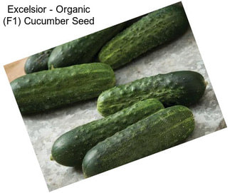 Excelsior - Organic (F1) Cucumber Seed