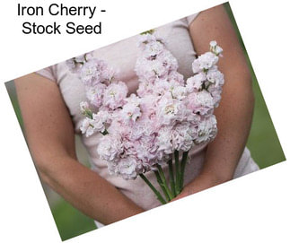 Iron Cherry - Stock Seed