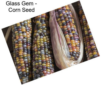 Glass Gem - Corn Seed